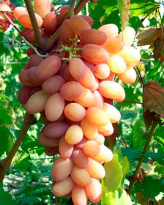 Стабильный богатый урожай каждый год с виноградом фавор