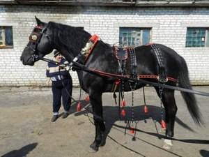 Сбруя для лошади: значение слова сбруя, состав, история появления, виды