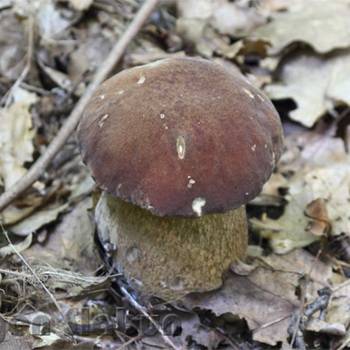 Какие грибы, где растут и когда: от сморчка до зеленушки