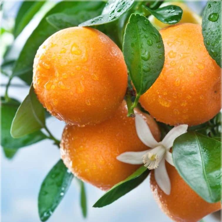Апельсин - полезные свойства и противопоказания, рецепты. как вырастить апельсин в домашних условиях
