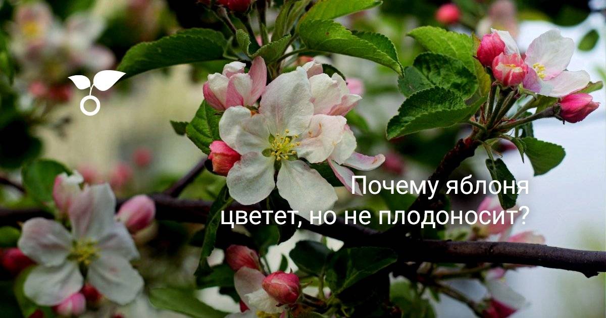 Почему яблоня не цветет и не плодоносит — описываем детально