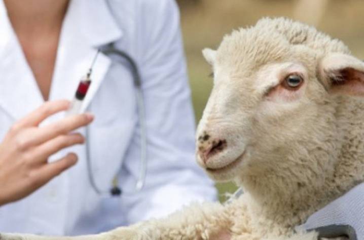 Гиссарская порода овец: описание, уход и размножение