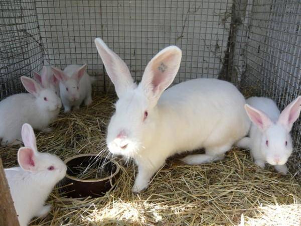 Кролик белый паннон: описание породы, особенности разведения и содержания в домашних условиях
