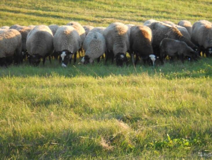 Овцы романовской породы: фото, содержание и уход, стрижка,