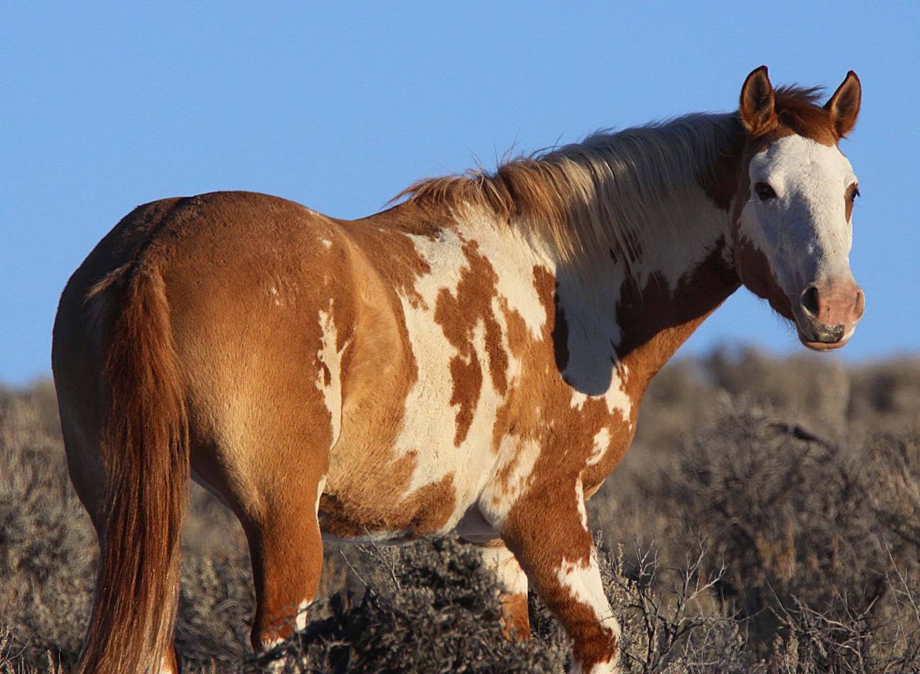 Сколько живут лошади и что влияет на продолжительность жизни?