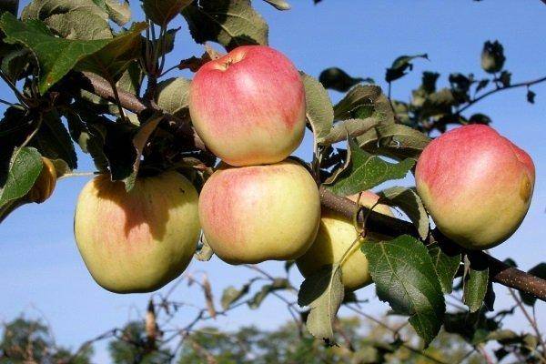 Какие сорта яблонь лучше сажать в сибири - топ 5: описание, фото, отзывы