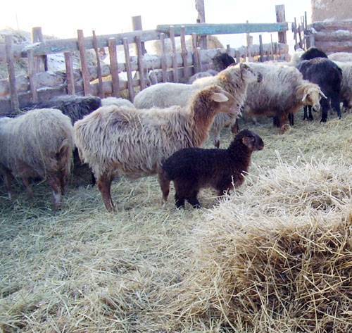 Что едят овцы? чем кормить баранов в домашних условиях? кормление зимой. корма и витамины для откорма на мясо. сколько овцам нужно сена и можно ли давать пшеницу?