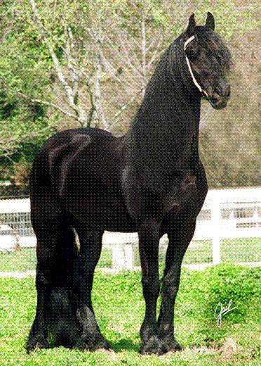 Фризская лошадь: условия содержания и перспективы разведения
