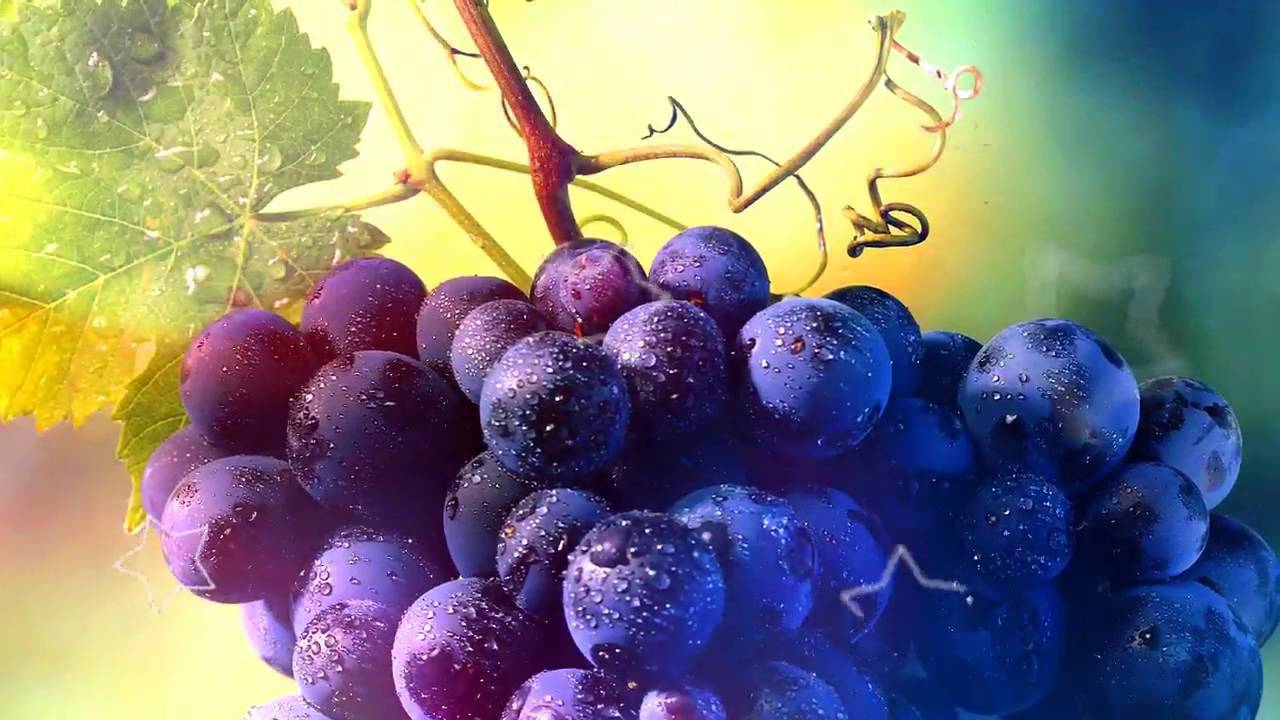 Виноград - польза и вред для организма человека - vinograd-loza