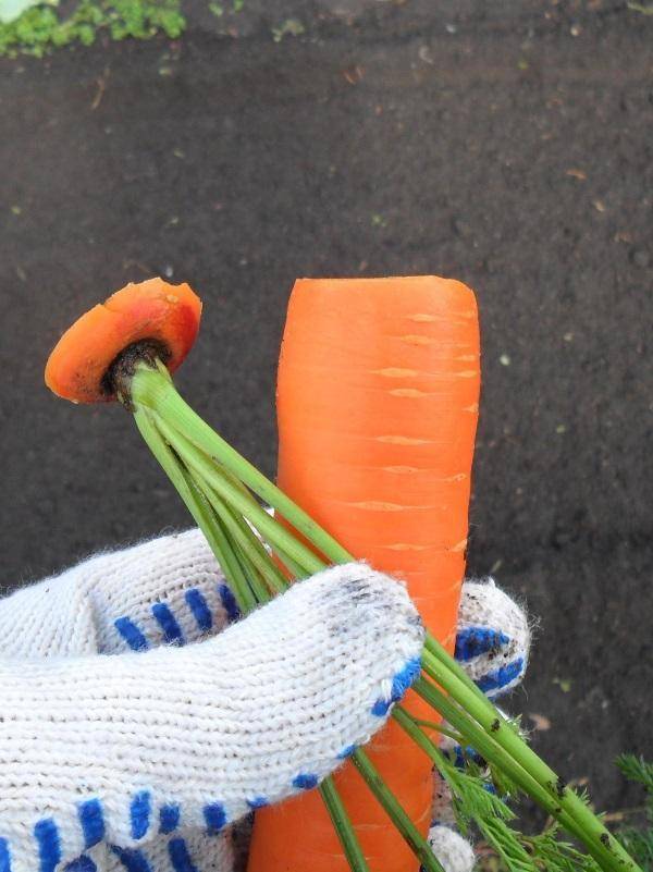 Можно ли обрезать ботву у моркови во время роста