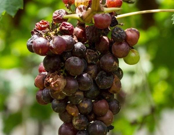 Как распознать и как вылечить антракноз винограда?