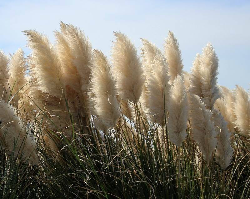 Пампасная трава (50 фото): что такое кортадерия (cortaderia)? особенности посадки и ухода в открытом грунте. кортадерия серебристая для дачного участка