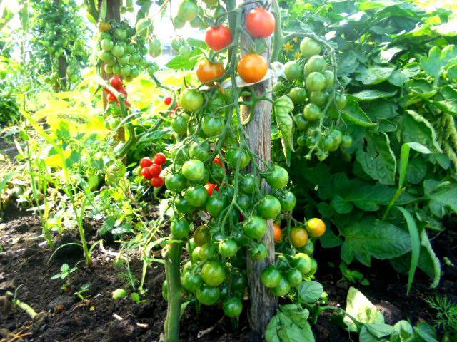 Подкормка рассады помидоров до, при и после пикировки: чем и когда питать в домашних условиях, какие первые удобрения для роста томатов, чтобы были толстенькие? русский фермер