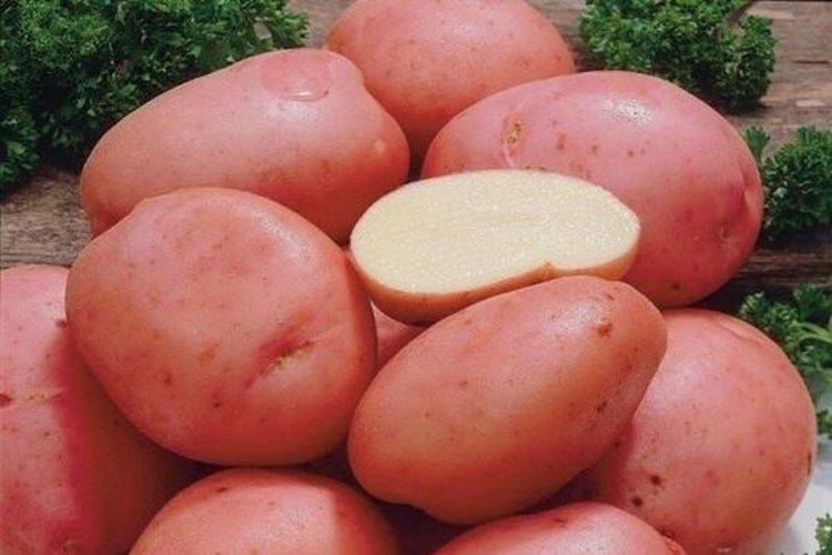 Рассыпчатые сорта картофеля для средней полосы. список лучших сортов картофеля по алфавиту