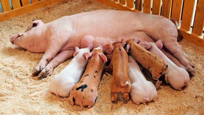 Содержание свиней в домашних условиях для начинающих: как содержать, ухаживать и кормить поросят