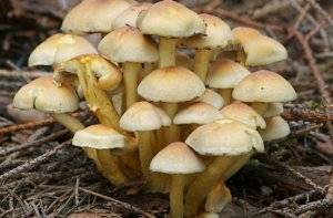 Самые большие грибы в мире – еловые опята