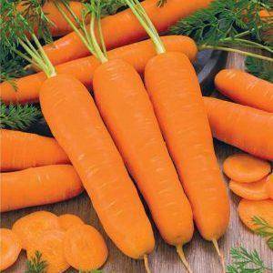 Морковь абако f1: характеристика и описание сорта