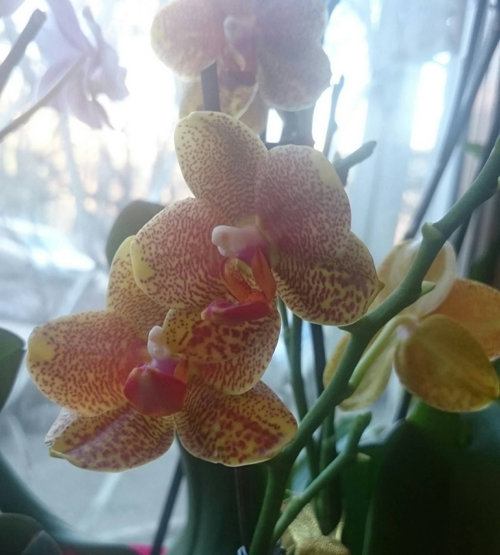 Виды орхидей для новичков, фото. как определить вид орхидеи? | сажаем сад