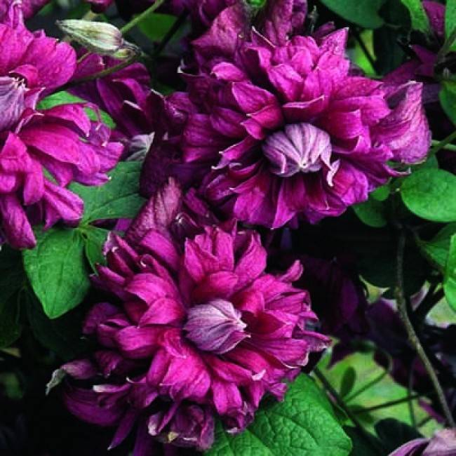 Клематис сорта пурпуреа плена элеганс: элегантность бордо на вашем участке