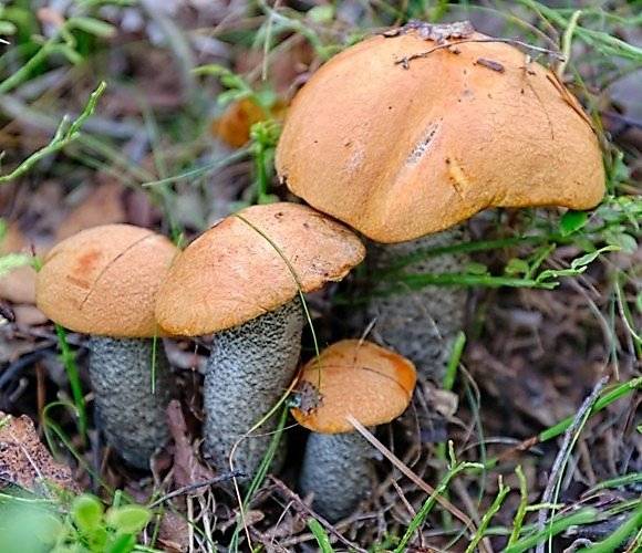 Подосиновик - фото и описание - грибы | дом, сад и огород