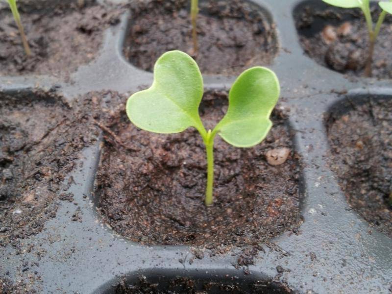 Сколько дней всходят кабачки: прорастание семян после посева