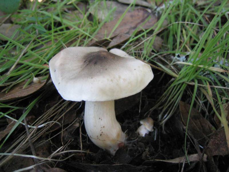 Говорушка беловатая – гриб, несущий смерть
