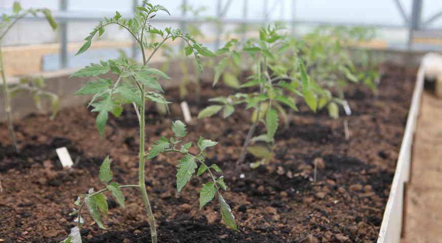 Помидоры: посадка и уход, как вырастить из семян в открытом грунте, фото