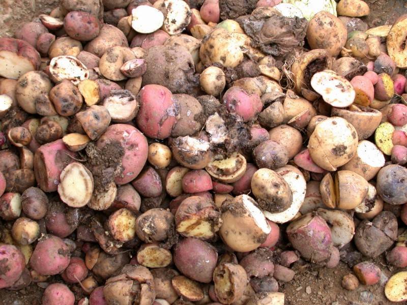 Чем лечить картошку от сухой гнили и других видов болезни