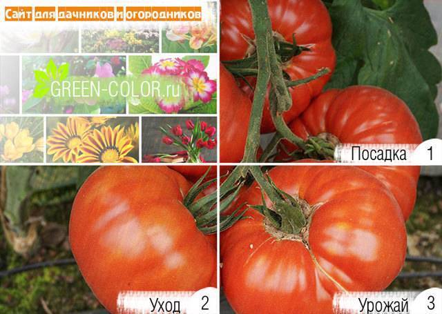 Необычайно вкусный томат «король гигантов»: характеристика и описание сорта, фото