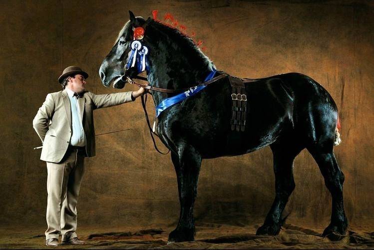 Першерон: самый высокий конь с роскошной гривой