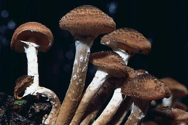 Опята - 70 фото о том как отличить ложные грибы от съедобных