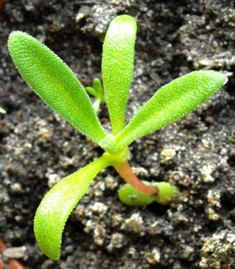 Как вырастить цветок мезембриантемум из семян и какой необходим уход за ним
