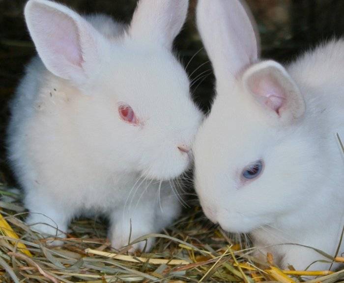 Какие витамины для кроликов подходят лучше?