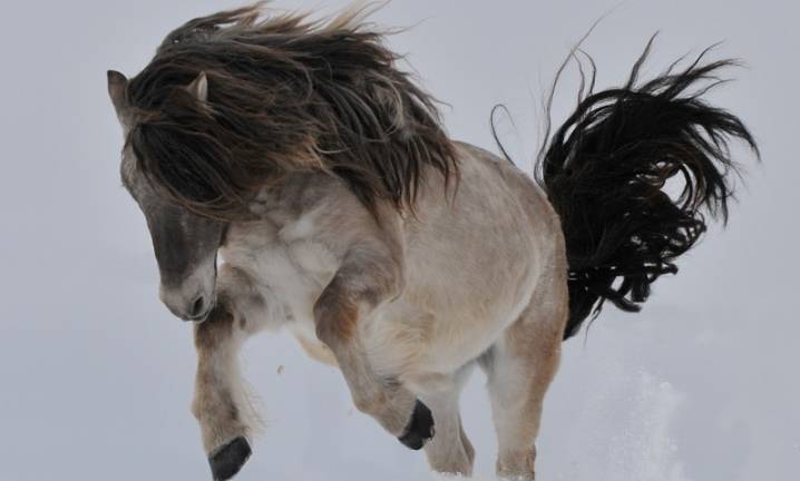 Якутская порода лошадей: описание и характеристика