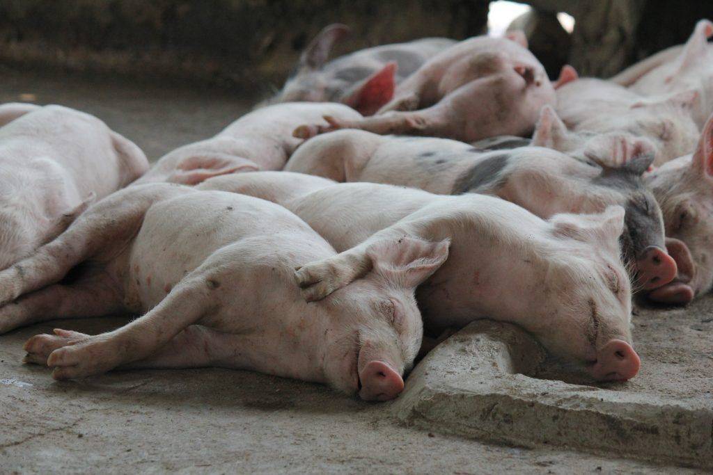 Племенное свиноводство | время проведения осеменения свиноматок