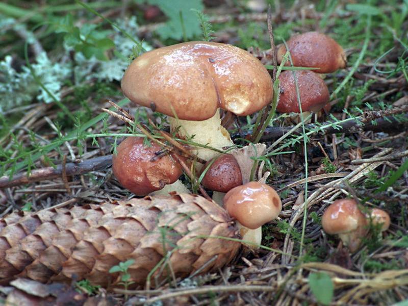 Опята в краснодарском крае: когда и где растет опенок, разновидности грибов и меры предосторожности