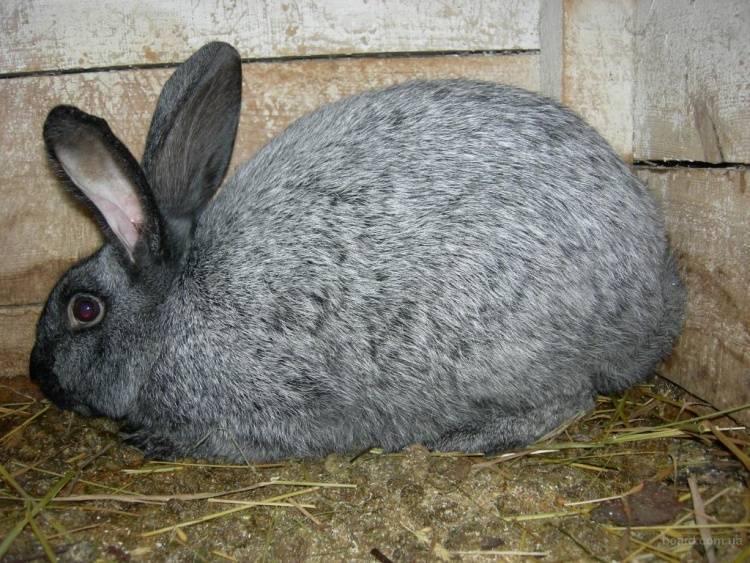 Кролики серебро: характеристика, разведение и содержание, видео и фото
