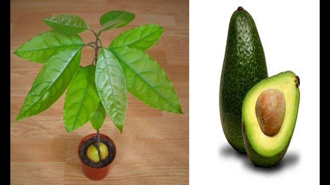 Авокадо из косточки в домашних условиях: как посадить, прорастить, уход, полив