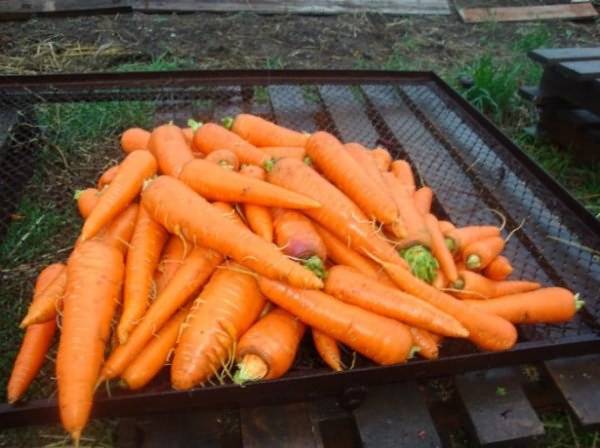 Когда происходит посадка семян моркови в открытый грунт весной и как проводить процедуру?