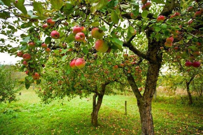 Цветоед на яблоне и методы борьбы с ним: эффективно избавляемся от вредителя