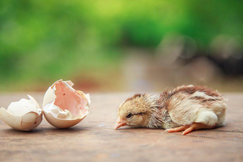 Как помочь цыпленку вылупиться из яйца — agroxxi