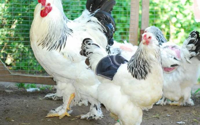 Определяем пол цыпленка: как отличить петушка от курочки в суточном, недельном и месячном возрасте
