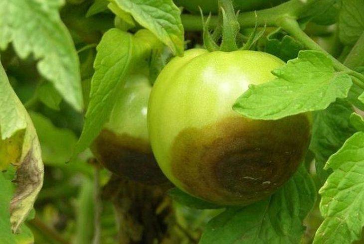 Фитофтора на помидорах в теплице: как бороться?