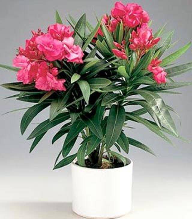 Цветок олеандр: выращивание и уход в домашних условиях, фото
