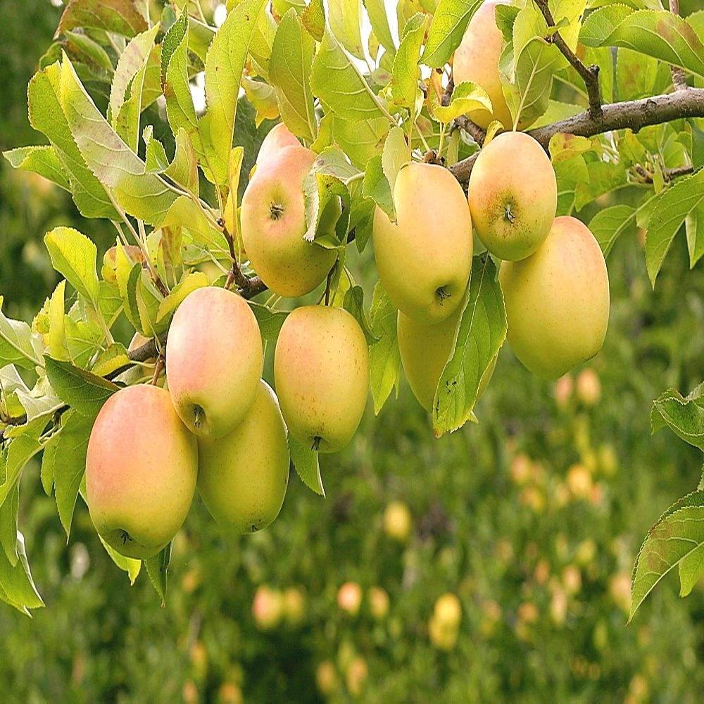 Яблоня «голден делишес»: описание сорта, фото и отзывы
