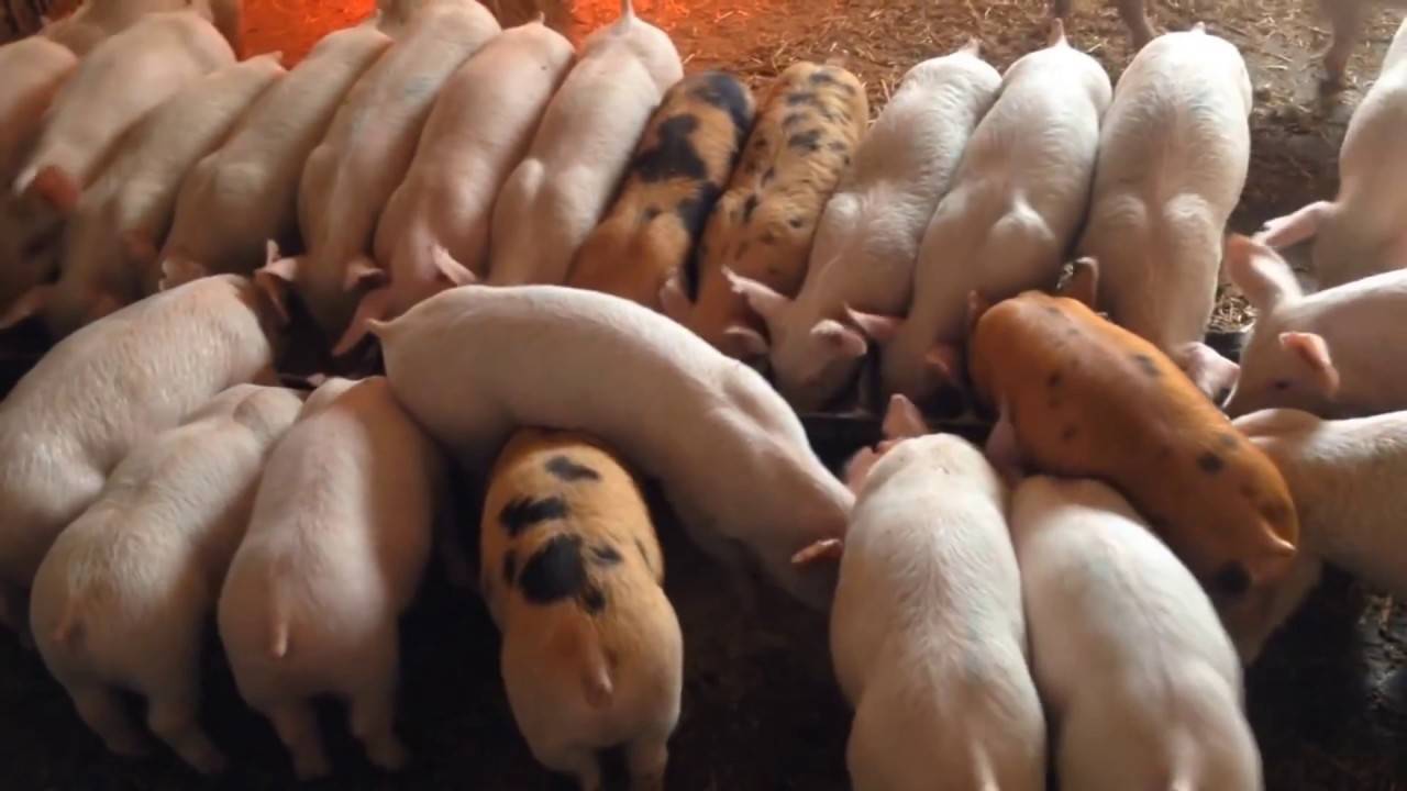 ᐉ выращивание поросят и свиней в домашних условиях и правильный уход за ними - zooon.ru