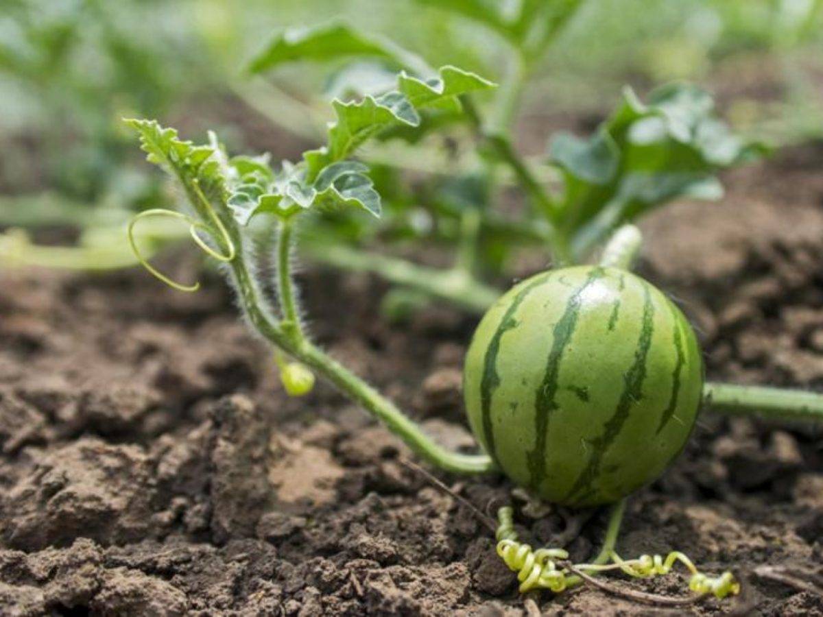 Сочный и сладкий арбуз: как грамотно ухаживать за растением