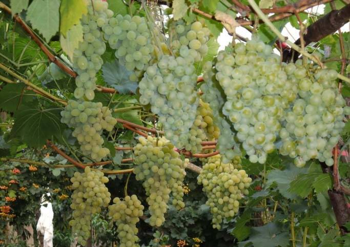 Стабильный и неприхотливый: сорт винограда белое чудо