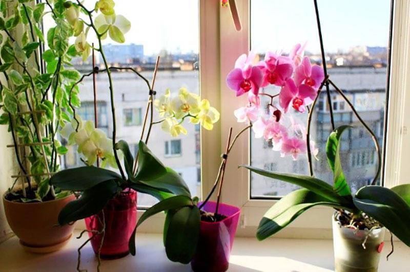 Как ухаживать за орхидеей – правильно в домашних условиях