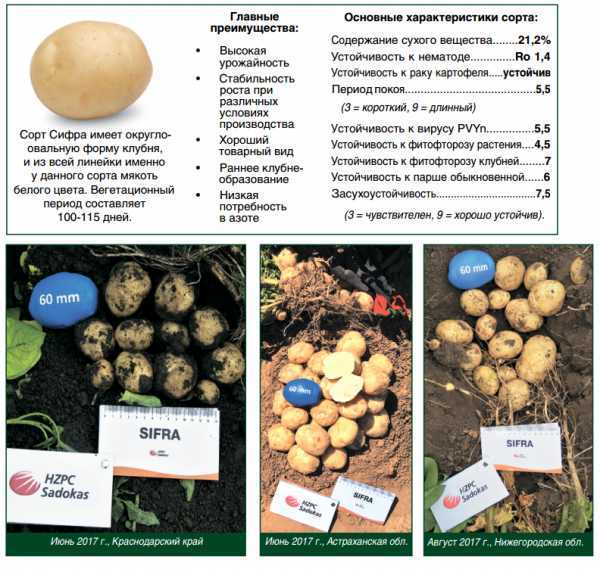 Картофель альвара: подробное описание характеристики сорта и фото русский фермер